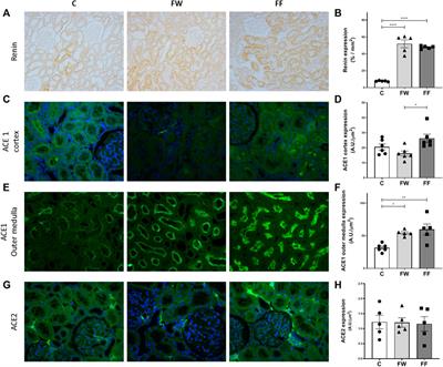 Effects of maternal fructose intake on the offspring’s kidneys